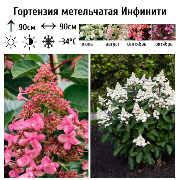 Основное изображение товара
