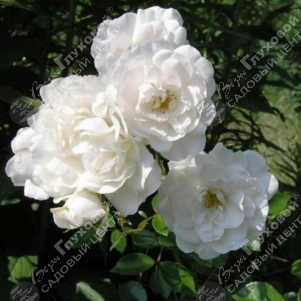 Роза миниатюрная" White Fairy" на фото