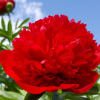 Пион (Paeonia) Ито-гибрид Диана Паркс С4 ГлХ/26