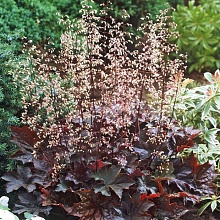 Основное изображение товара