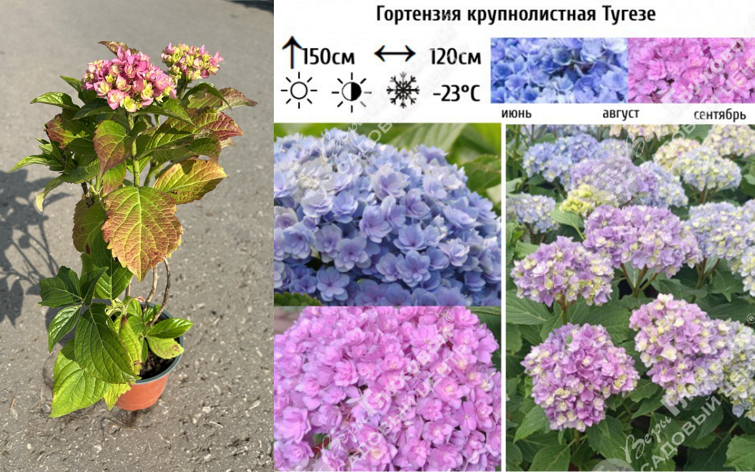 Специальное предложение