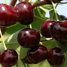 Основное изображение товара