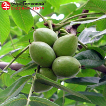 Основное изображение товара