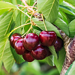 Черешня 
