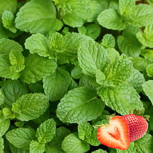 Основное изображение товара