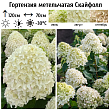 Гортензия метельчатая 