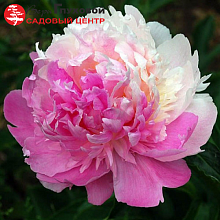 Основное изображение товара