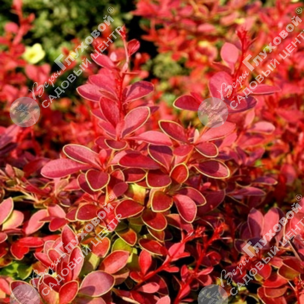 Барбарис Тунберга "Корал" на фото