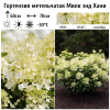 Гортензия метельчатая (Hydrangea paniculata) Милк Энд Хани 2-3вет ОКС СП/25