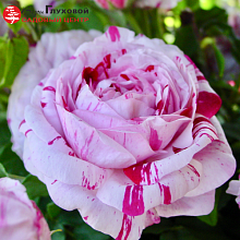 Основное изображение товара