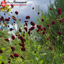 Основное изображение товара