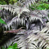 Кочедыжник ниппонский (Athyrium niponicum) Металликум С2 СП/26