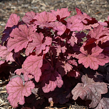 Основное изображение товара