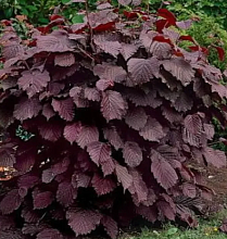 Основное изображение товара