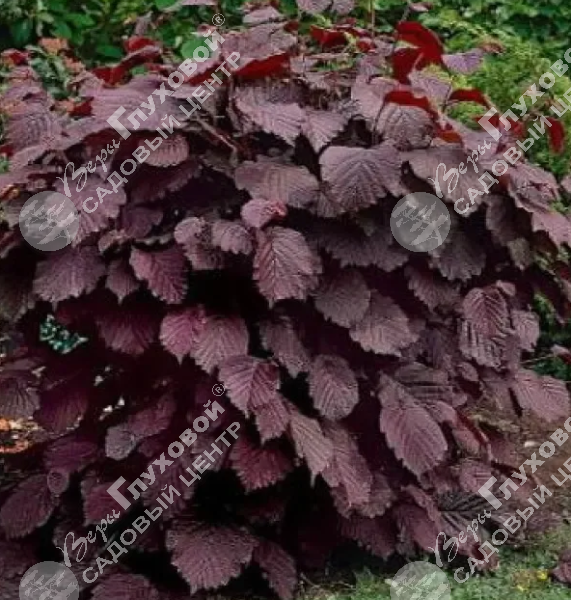 Лещина крупная  "Пурпурея" на фото