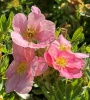 Лапчатка кустарниковая (Potentilla fruticosa) Ловели Пинк С3 СП/25