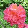 Азалия крупноцветковая (Azalea) 'Sarina' 40-60 С5 ПЧ/25