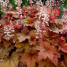 Основное изображение товара