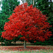 Дуб красный