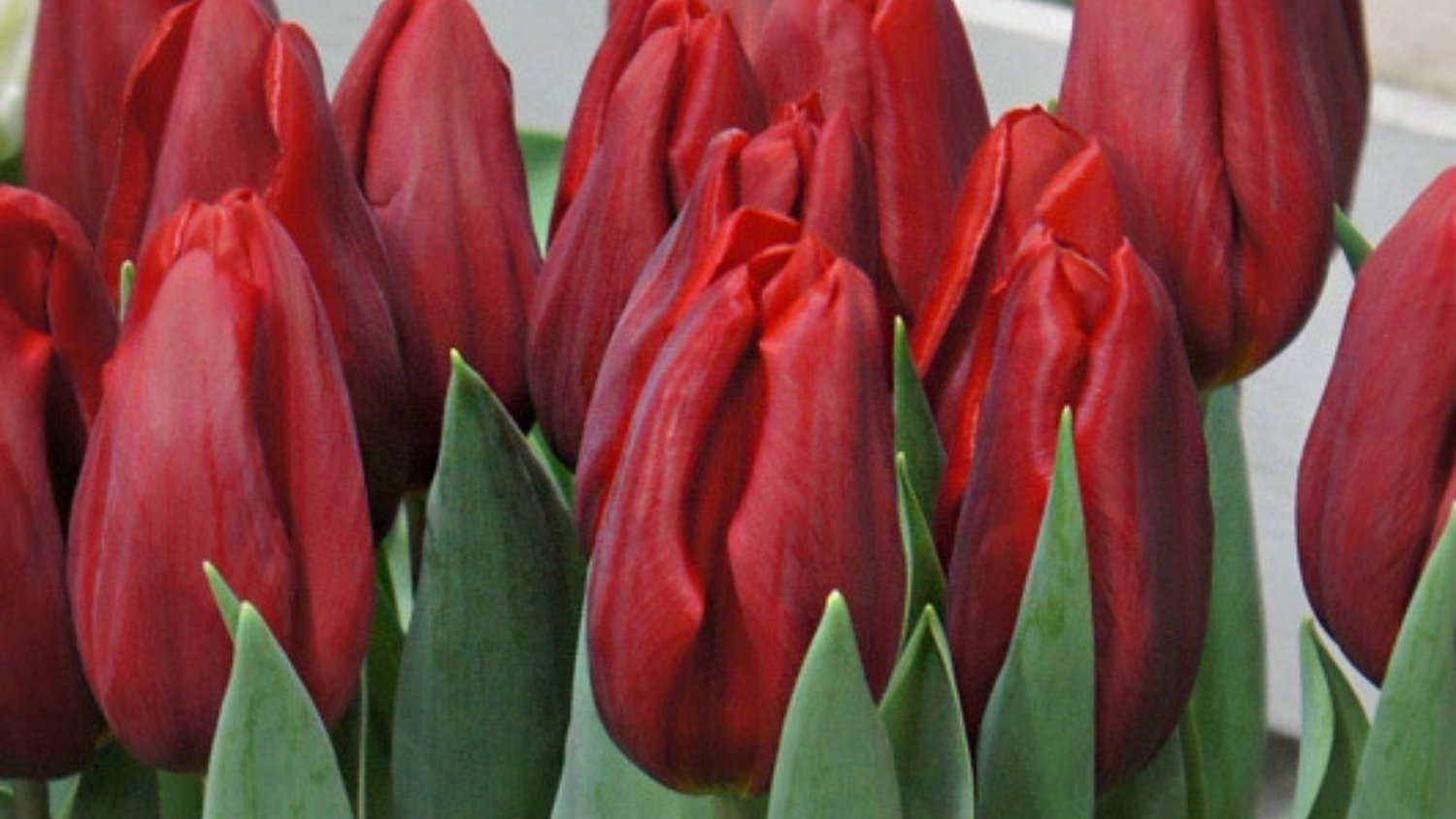 Пришла первая партия луковиц тюльпанов