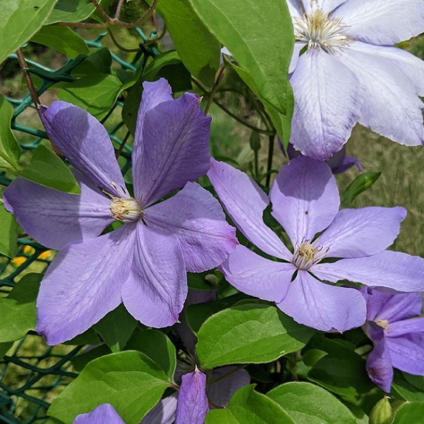 Основное изображение товара