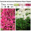 Гортензия метельчатая (Hydrangea paniculata) Меджикал Маунт Фуджи Р9 СП/26