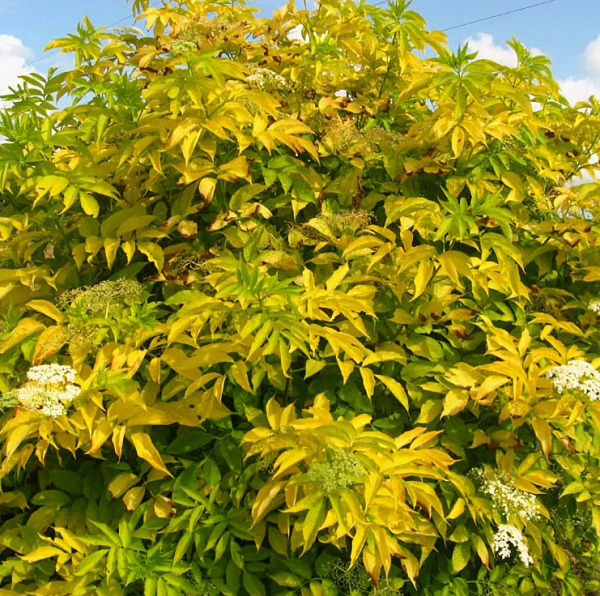 Основное изображение товара