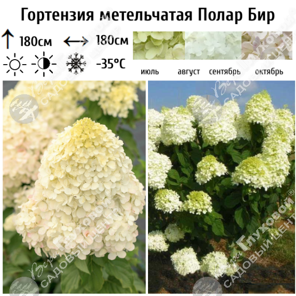 Гортензия метельчатая "Полар Бир" на фото