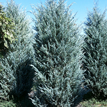 Можжевельник скальный Mунглоу - Juniperus scopulorum Moonglow 100-125 С20