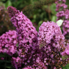 Буддлея Давида "Пинк Делайт" на фото