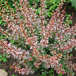 Барбарис Тунберга 