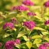 Спирея японская (Spiraea japonica) Голден Джек 30-40 С5 ГЕ/26