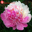 Пион молочноцветковый 