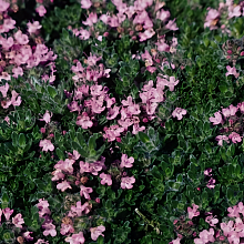 Основное изображение товара