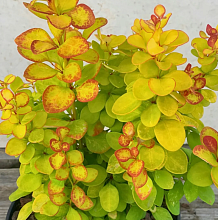 Основное изображение товара