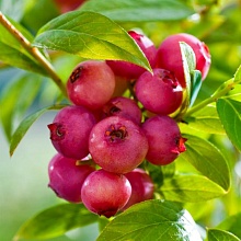 Основное изображение товара