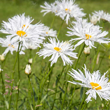 Основное изображение товара