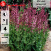 Шалфей дубравный (Salvia nemerosa) Роуз Квин С2 ГлХ/26