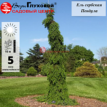 Основное изображение товара