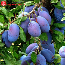 Основное изображение товара