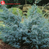 Можжевельник китайский (Juniperus chinensis) Блю Альпс 30-40 С5 НБл/24