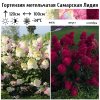 Гортензия метельчатая (Hydrangea paniculata) Самарская Лидия 2-3вет ОКС СП/25