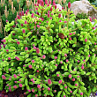 Ель обыкновенная 