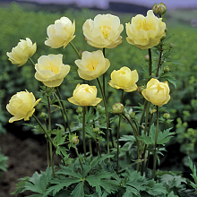 Основное изображение товара