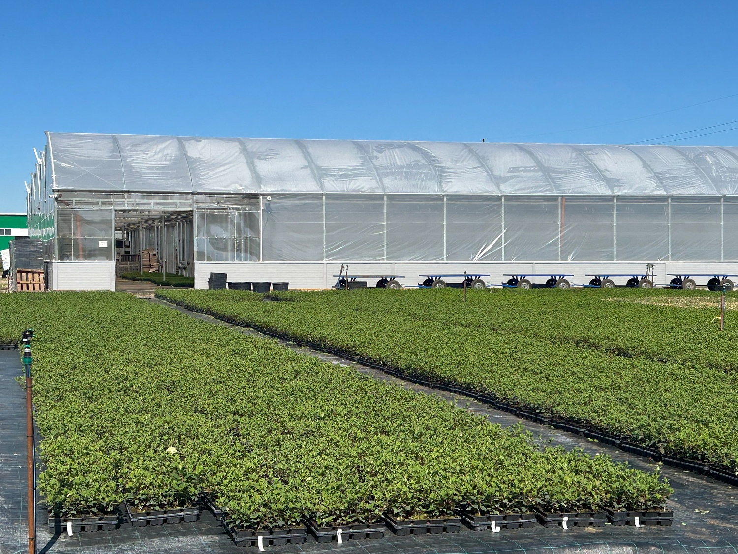 Будни питомника