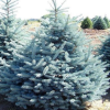 Ель колючая "Систер Блю" на фото
