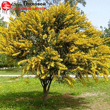 Основное изображение товара