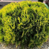 Туя западная (Thuja occidentalis) Мириам С3 СП/25