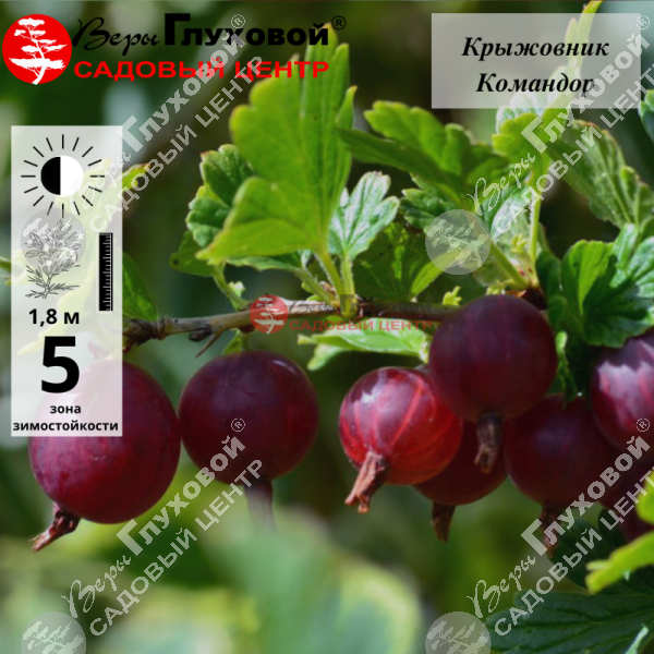 Крыжовник "Командор" на фото