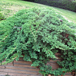 Можжевельник лежачий 